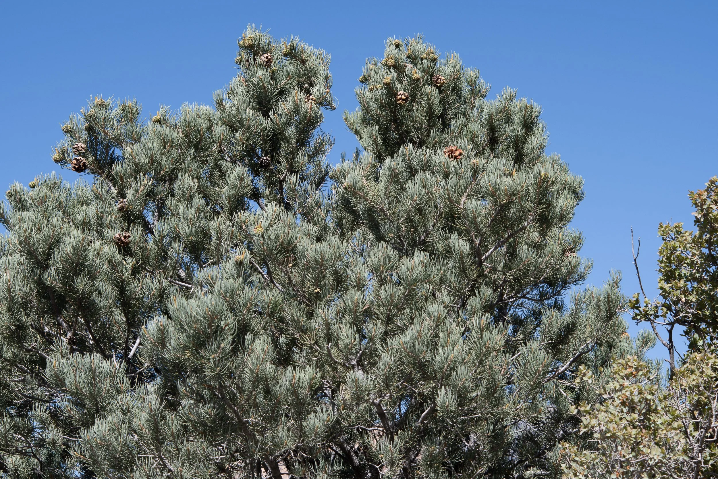 Pinus_monophylla-DB8CAB17D3.jpg
