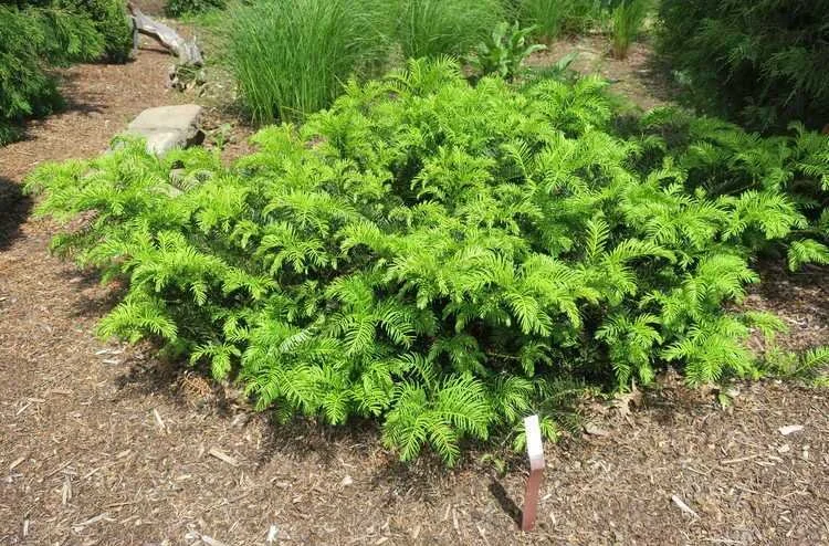 31-cephalotaxus-harr.-pedunculata-maryann-debski-e1558460977338.jpg