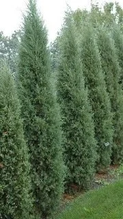 taylorcedar.jpg