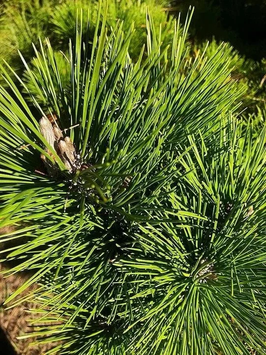 pinus-thumbergii-thunderhead-145775_960x720.jpg