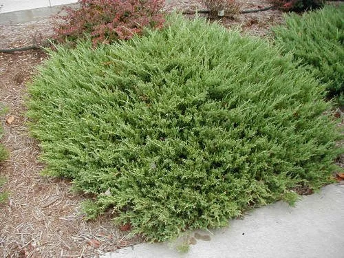Andorra_Juniper4.JPG