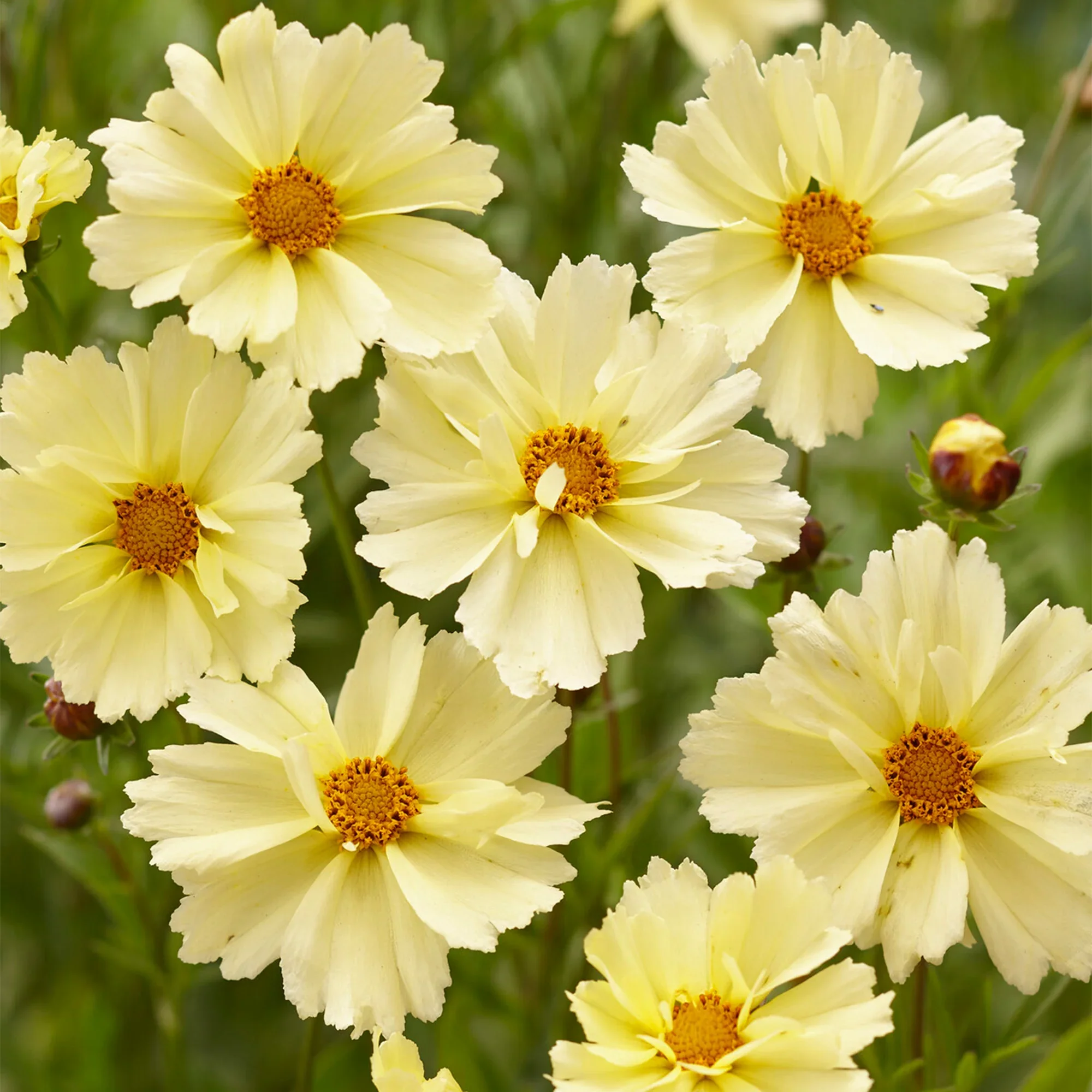 Coreopsis_20UpTick_20Cream_5e328e0a-5ecc-4f9e-bb88-65aba237d415.jpg.webp