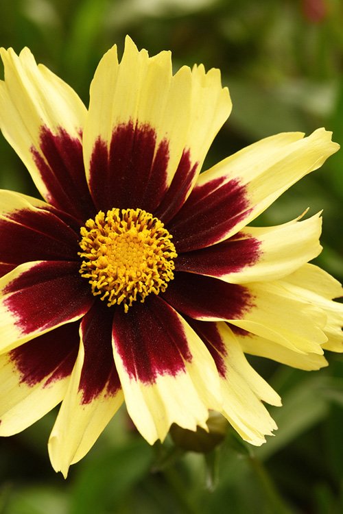 coreopsis-super-star-tickseed-1.jpg