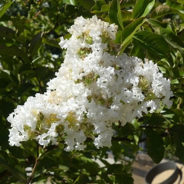 acoma-crape-myrtle-shrub-bush-nature-hills-nursery-3-container-7085604.jpg