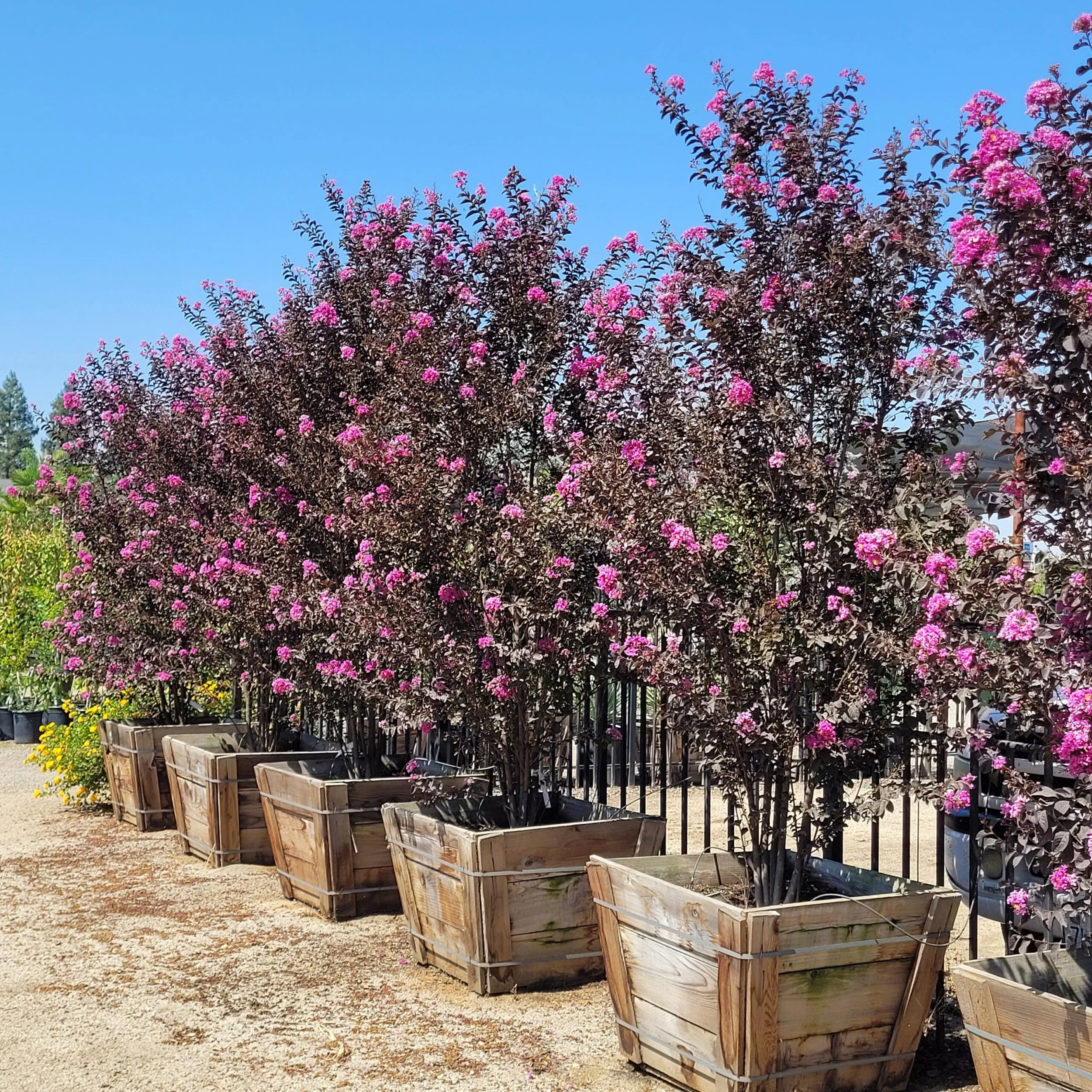 Lagerstroemia-Purely-Purple-3-scaled.jpg