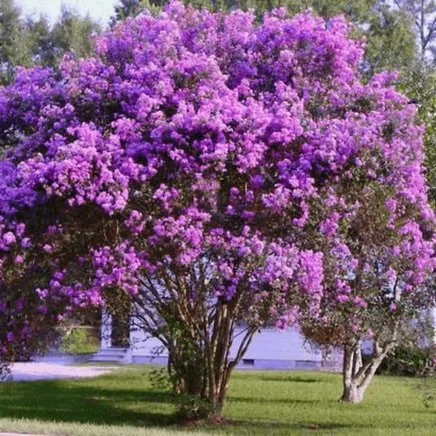Catawba_Crape_Myrtle_Mature_Tree_436x436.jpeg
