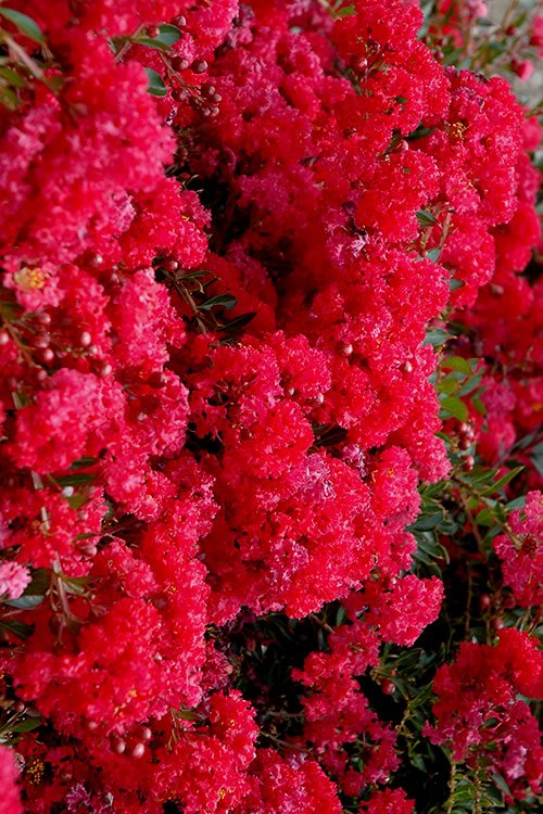 crape-myrtle-cherry-dazzle-30.jpg