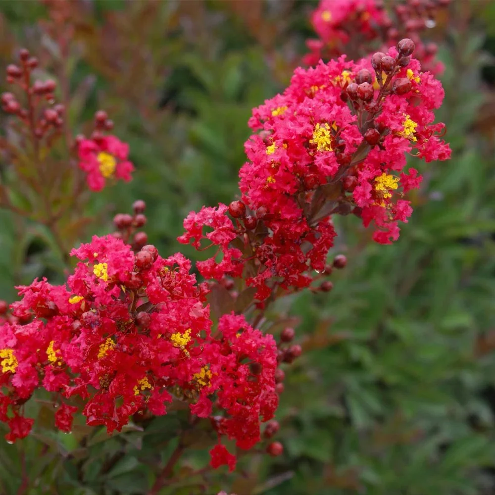 Enduring_Summer_Crape_Myrtle_2_BB.jpg