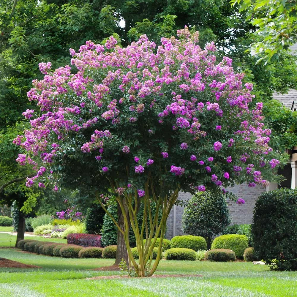 Muskogee_Crape_Myrtle_3_FGT.jpg