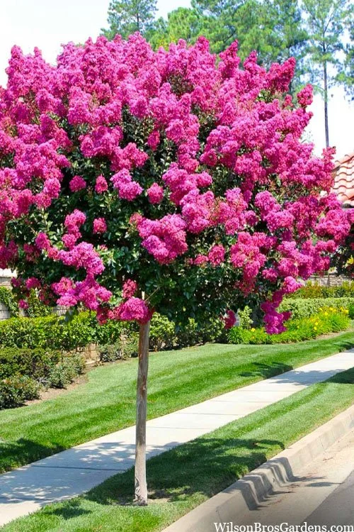 lagerstroemia-pink-velour-crape-myrtle-single-trunk-tree-form-1.jpg