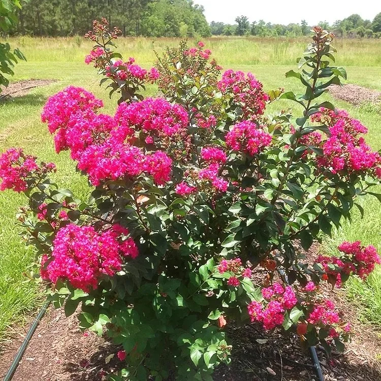 Princess_Lyla_Crape_Myrtle_1-copy-jpg-webp.jpeg