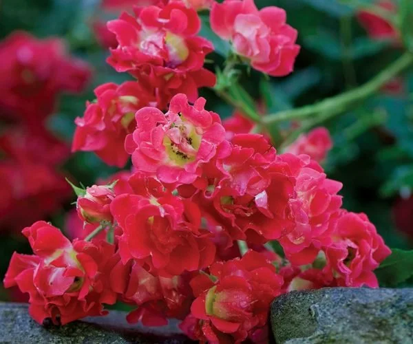 Rose-Red-Drift-2-600x500.jpg