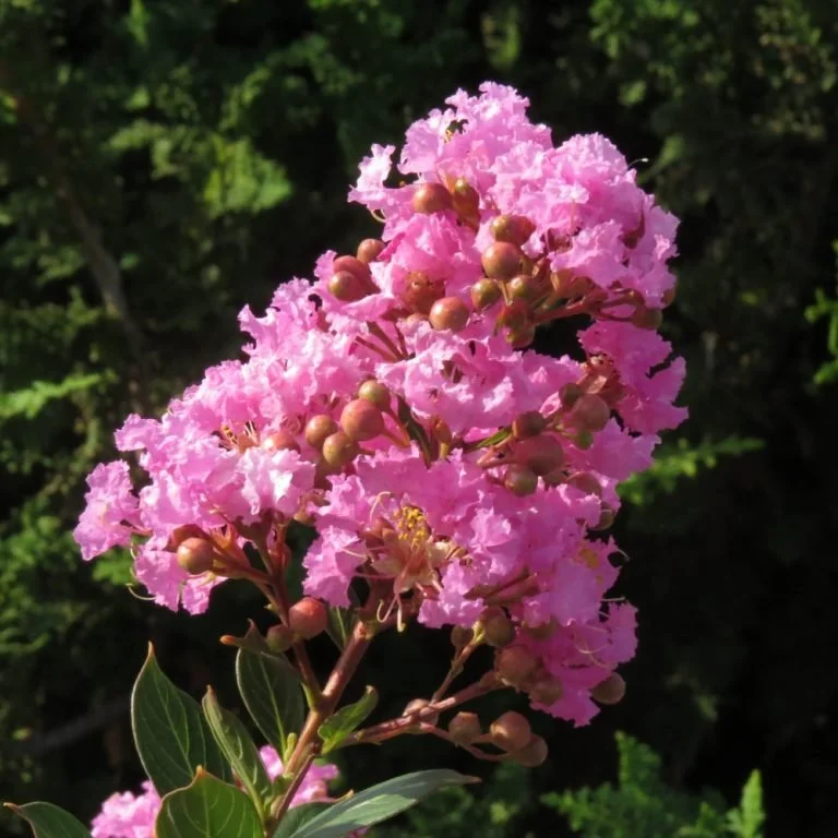 Lagerstroemia-Princess-Lyla-bloom-01-web-768x768.jpg