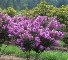 crape_myrtle_catawba.jpg