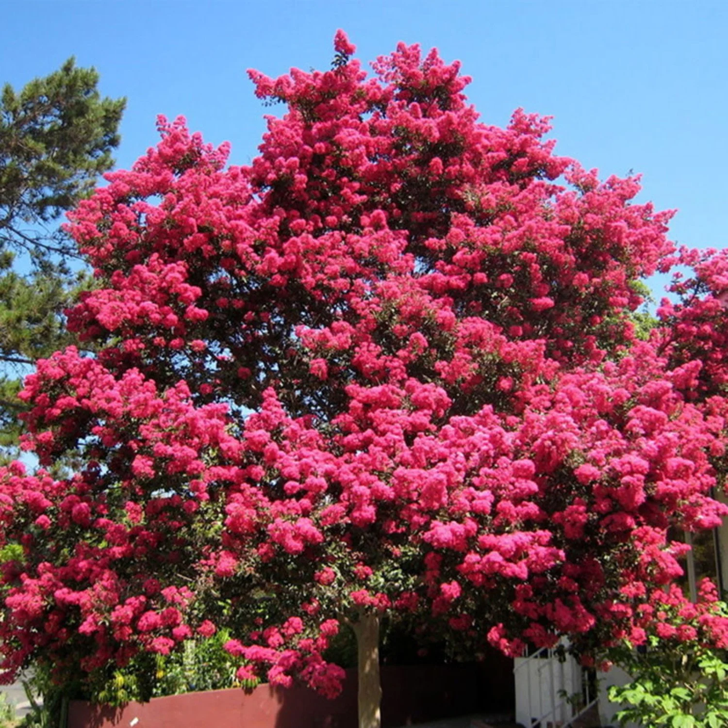lagerstroemia-crape-myrtle-tuscarora.jpg