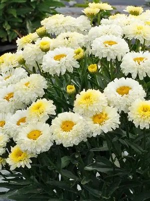 LSLP-0-Leucanthemum-Lemon-Puff2-tn.jpg
