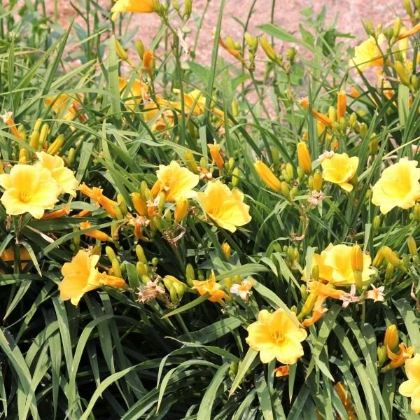 stella-de-oro-daylily-perennial-nature-hills-nursery-2-container-9830844.jpg