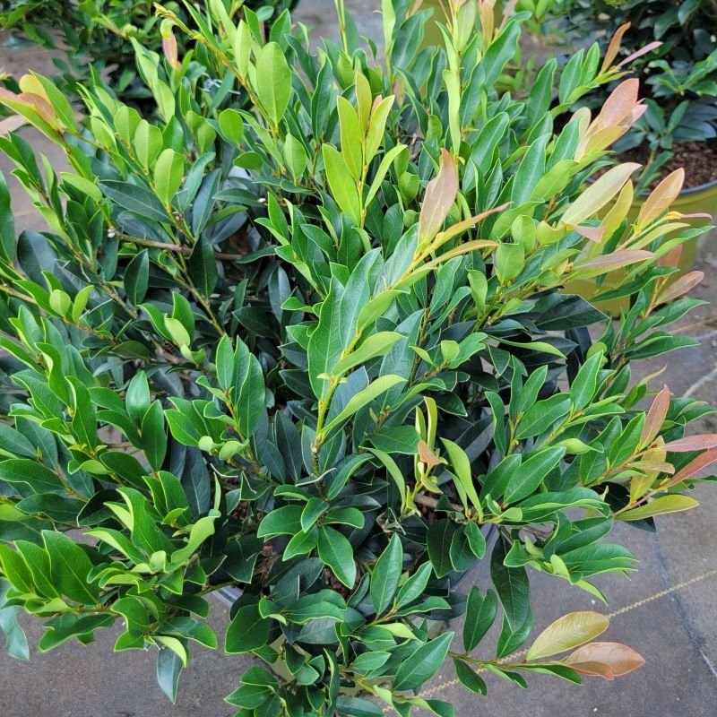 Distylium_Blue_Cascade_foliage_800x800_45c3f657-ca35-449a-ae8e-7f5bd1461601_1800x1800.jpg