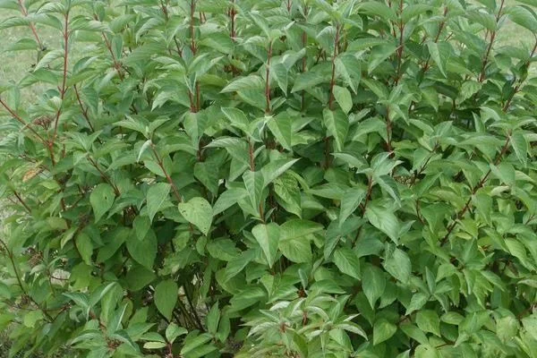 CornusstolArcticFireDogwood-01-5535-1-t-m.jpg