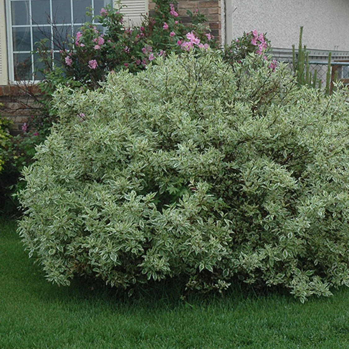 Kennedys-DOGWOOD-IVORY-HALO-1.jpg