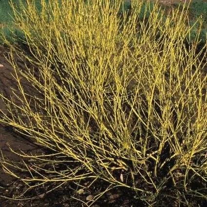 buds-yellow-dogwood-bush-nature-hills-nursery-sprinter-pot-5181215_grande.jpg