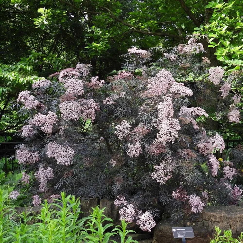 Sambucus-Black-Lace-Elderberry.jpg