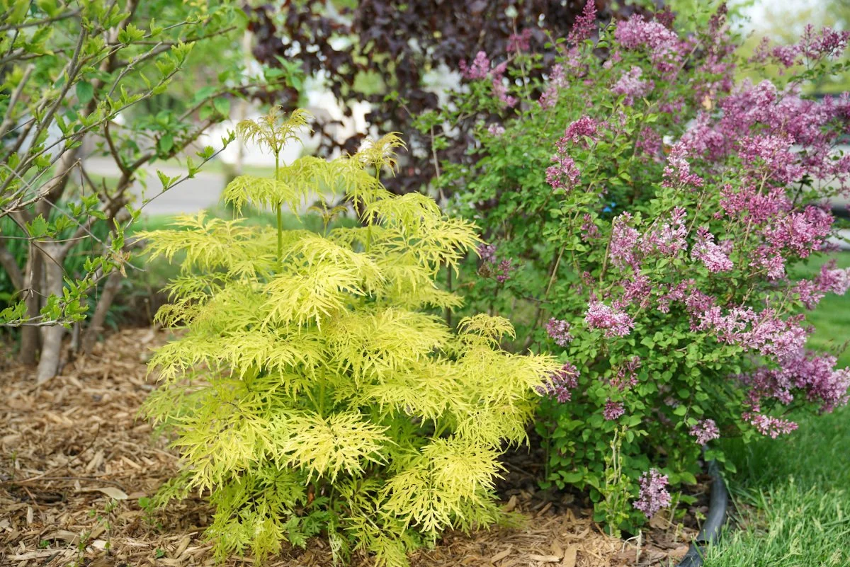 elderberry_lemony_lace_006.jpg