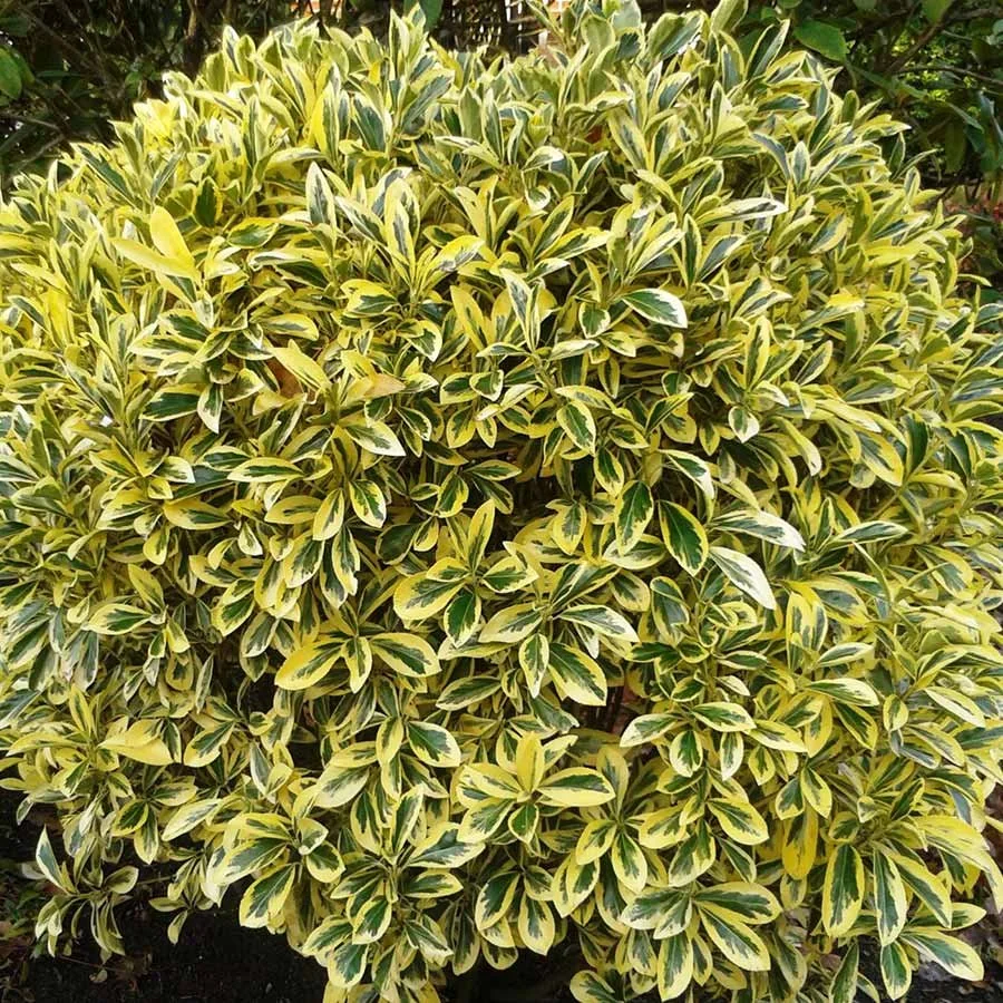 Golden-Euonymus.jpg