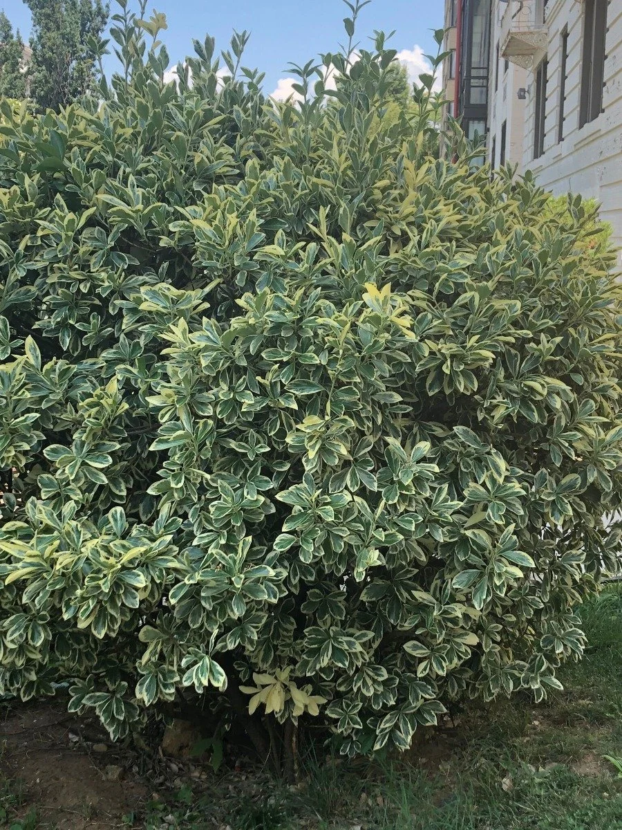 euonymus-silver-king.jpeg4_.jpeg