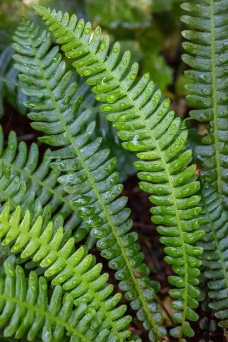 Deer-fern-close.jpg.webp