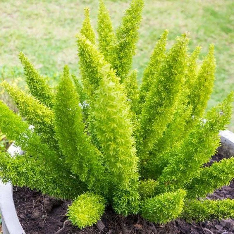 Foxtail_Fern-1.jpg