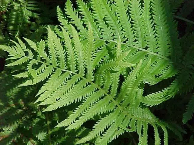 Ostrich-fern.jpg.webp