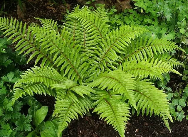 Polystichum+polyblepharum.jpg.webp