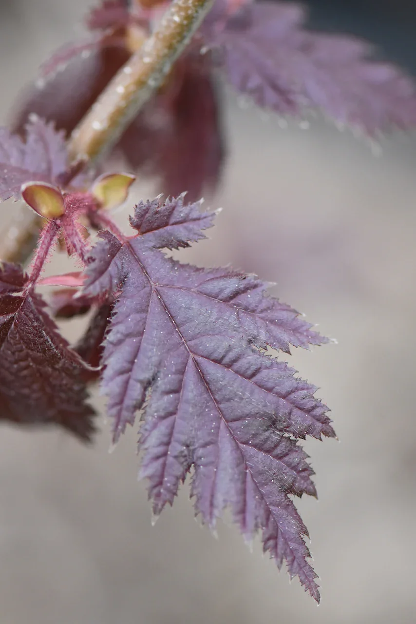 Corylus_burgandy_lace_854x.jpg.webp