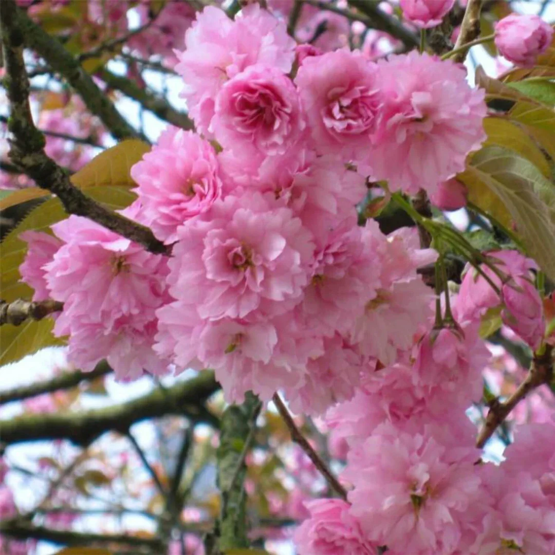 kwanzan_cherry_ebc96c2c-dbcb-49da-b900-7920795744db.jpg.webp