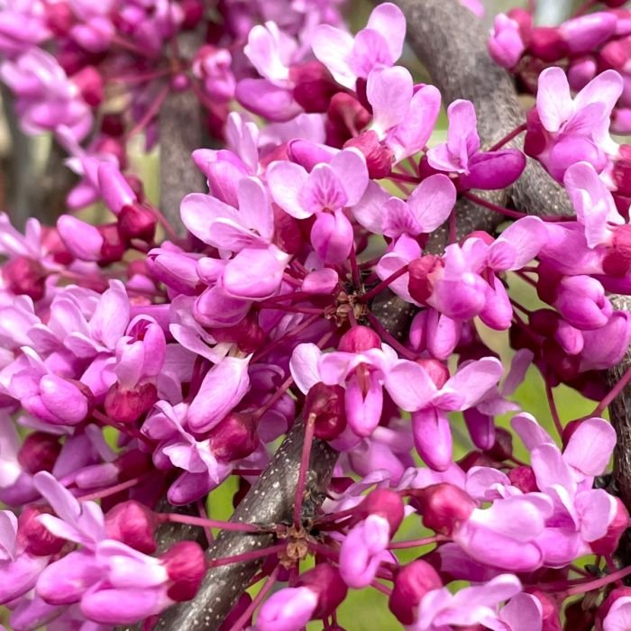 lavender_twist_redbud.jpg