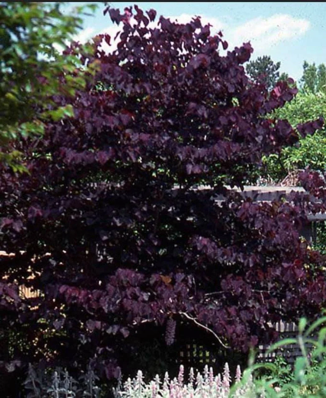 redbud-merlot-leaves-fb__14242.jpg