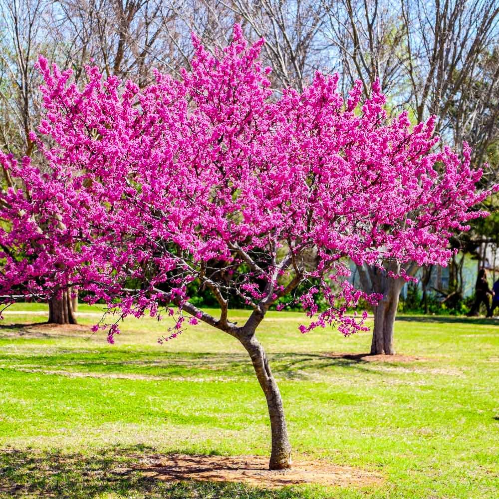 Oklahoma_Redbud_4_BB.jpg
