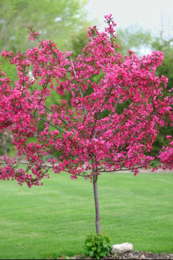 crabappleprairiefire_lg.jpg