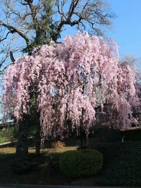 prunus-doubleweeping-web-01.jpg