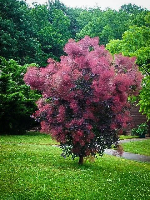 purplesmokebush1_480x.jpg