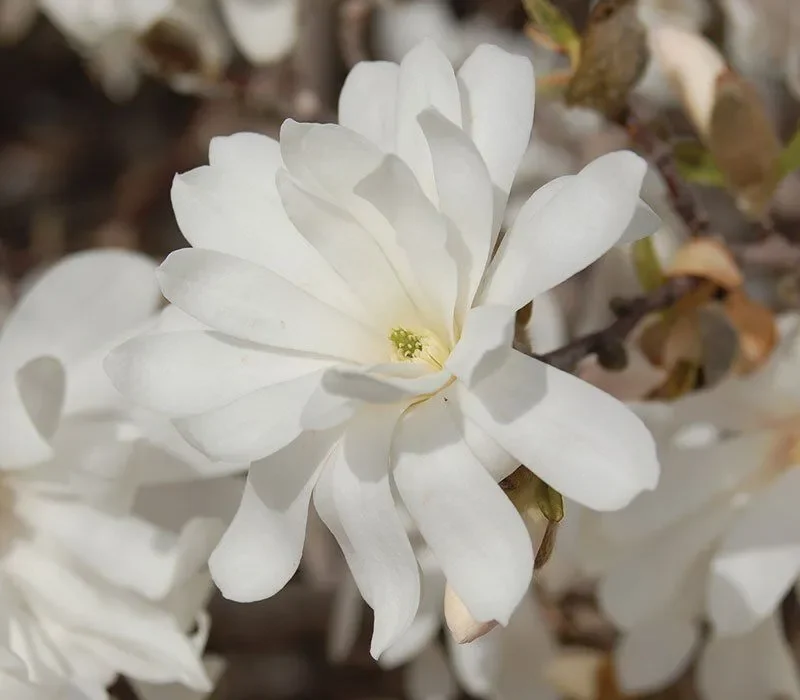 royal-star-magnolia-stellata-Royal-Star-ftimg.jpg.webp