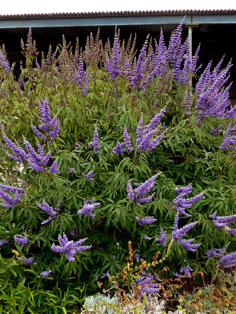 Vitex_Shoal_Creek_Lifestyle_2_PMG.jpg.webp