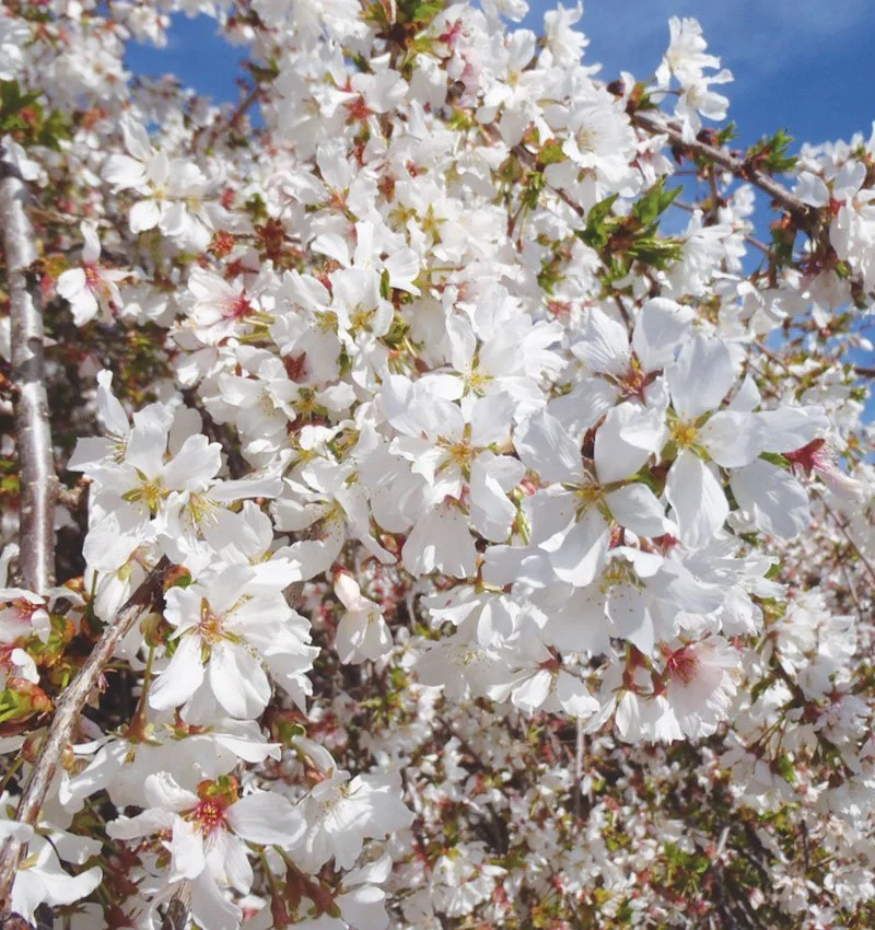 snow-fountains-weeping-cherry-prunus-snofozam-ftimg.jpg