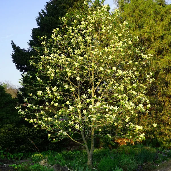 Sweet_Bay_Magnolia_Shrub_grande.jpg.webp