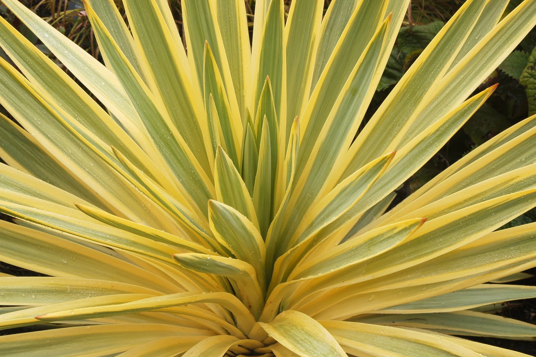 Yucca-Bright-Star-2.jpg