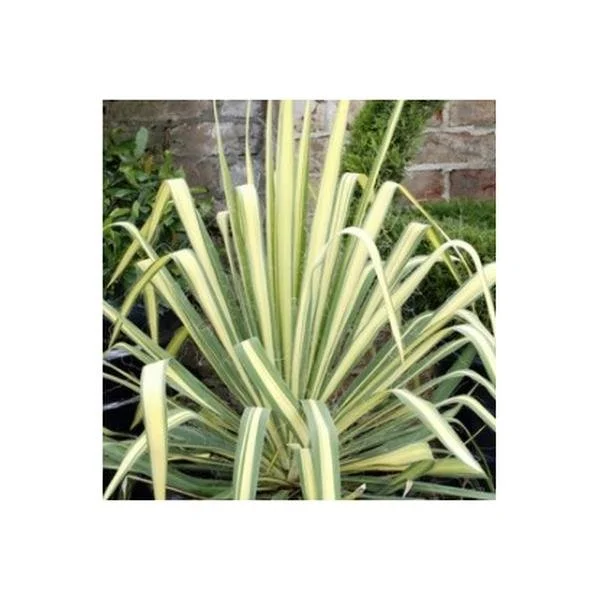 gold-sword-yucca-2.jpg