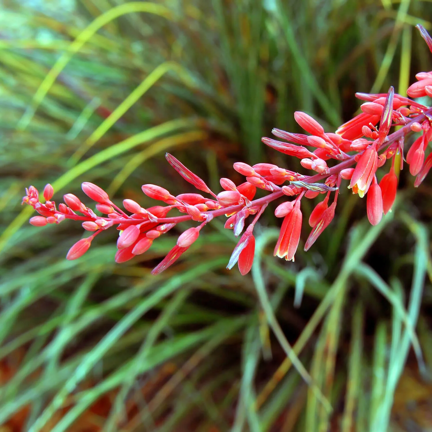 Hesperaloe-parviflora-Red-Yucca.jpg