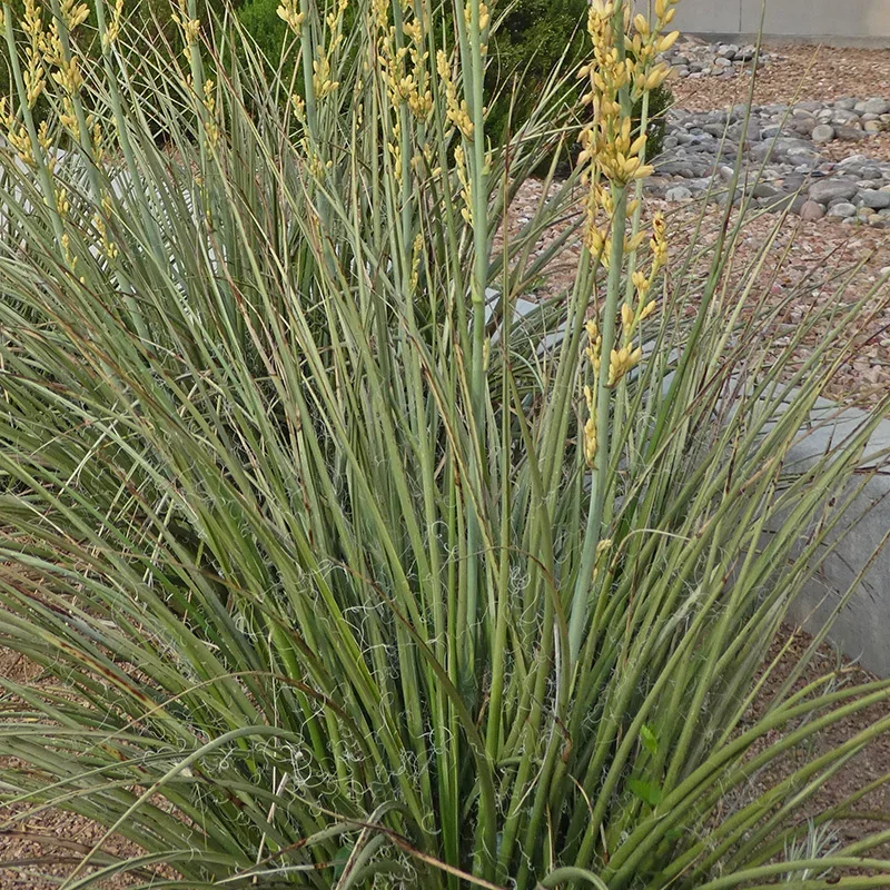 hesperaloe_parviflora_yellow_foliage_sq.jpg.webp