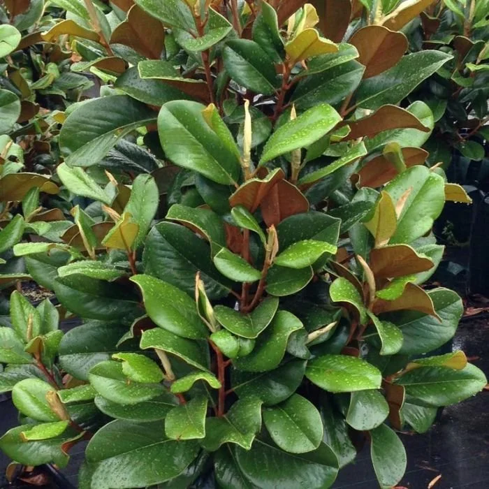Magnolia-Teddy-Bear.jpg